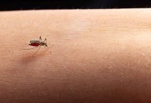 Jornal Opinião Goiás - São Paulo já soma mais casos de dengue do que em todo ano passado