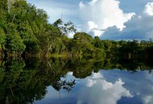 Jornal Opinião Goiás - Mapa e Caixa assinam acordo para fortalecer a preservação e o desenvolvimento florestal