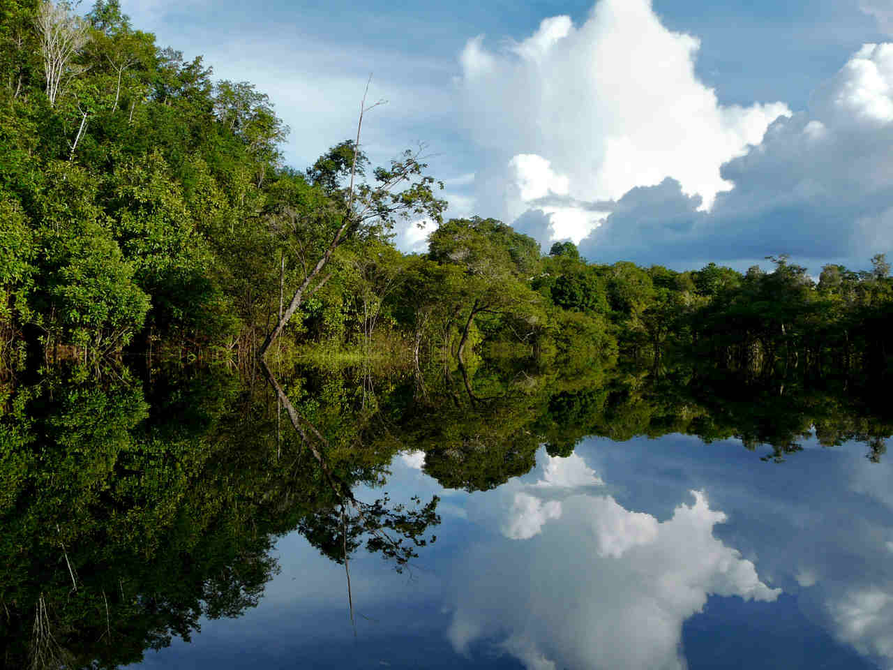 Jornal Opinião Goiás - Mapa e Caixa assinam acordo para fortalecer a preservação e o desenvolvimento florestal