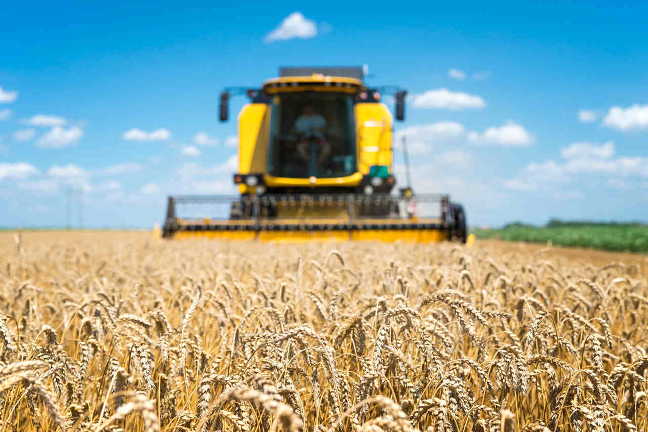 Jornal Opinião Goiás - Safra de grãos 202122 deve alcançar recorde de 271 milhões de toneladas