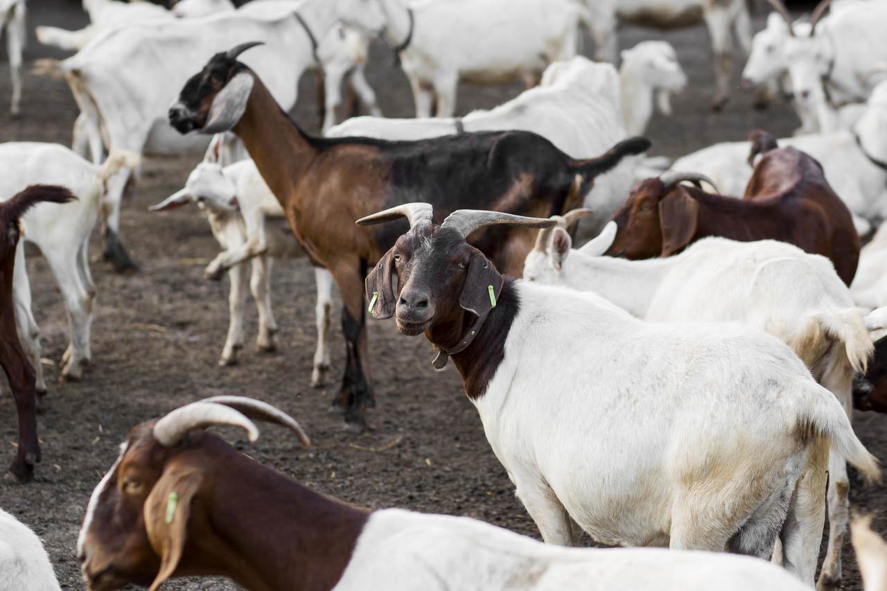 Pecuária em Goiás - Projeto promove rota de aprendizagem na criação de caprinos e ovinos no semiárido