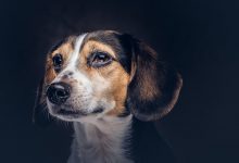 Jornal Opinião Goiás - Anvisa reforça alerta de recolhimento de petiscos caninos intoxicados
