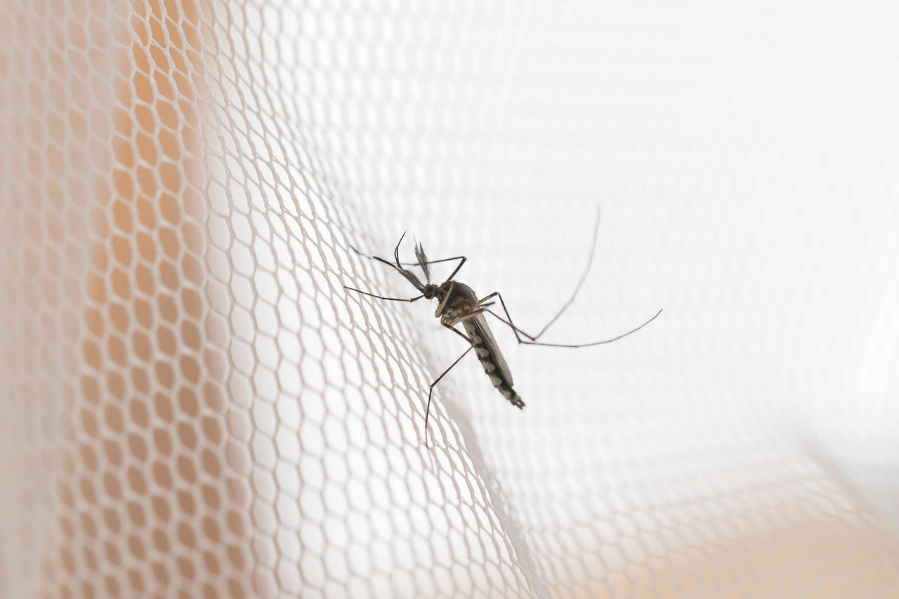 Jornal Opinião Goiás - Você sabe qual a diferença entre pernilongo e mosquito da dengue. Imagem Freepik