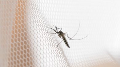 Jornal Opinião Goiás - Com alta de casos, governo cria centro para monitorar dengue