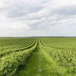 Agronegócio em Goiás – Conab estima safra recorde para milho 2ª safra com produção superior a 87 milhões de toneladas