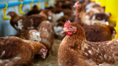 Jornal Opinião Goiás - OMS confirma primeira morte por gripe aviária no mundo