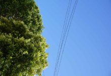 Jornal Opinião Goiás - Prefeitura de Goiânia inicia tratativas com Equatorial Energia para garantia de manutenção arbórea próxima de fiação elétrica