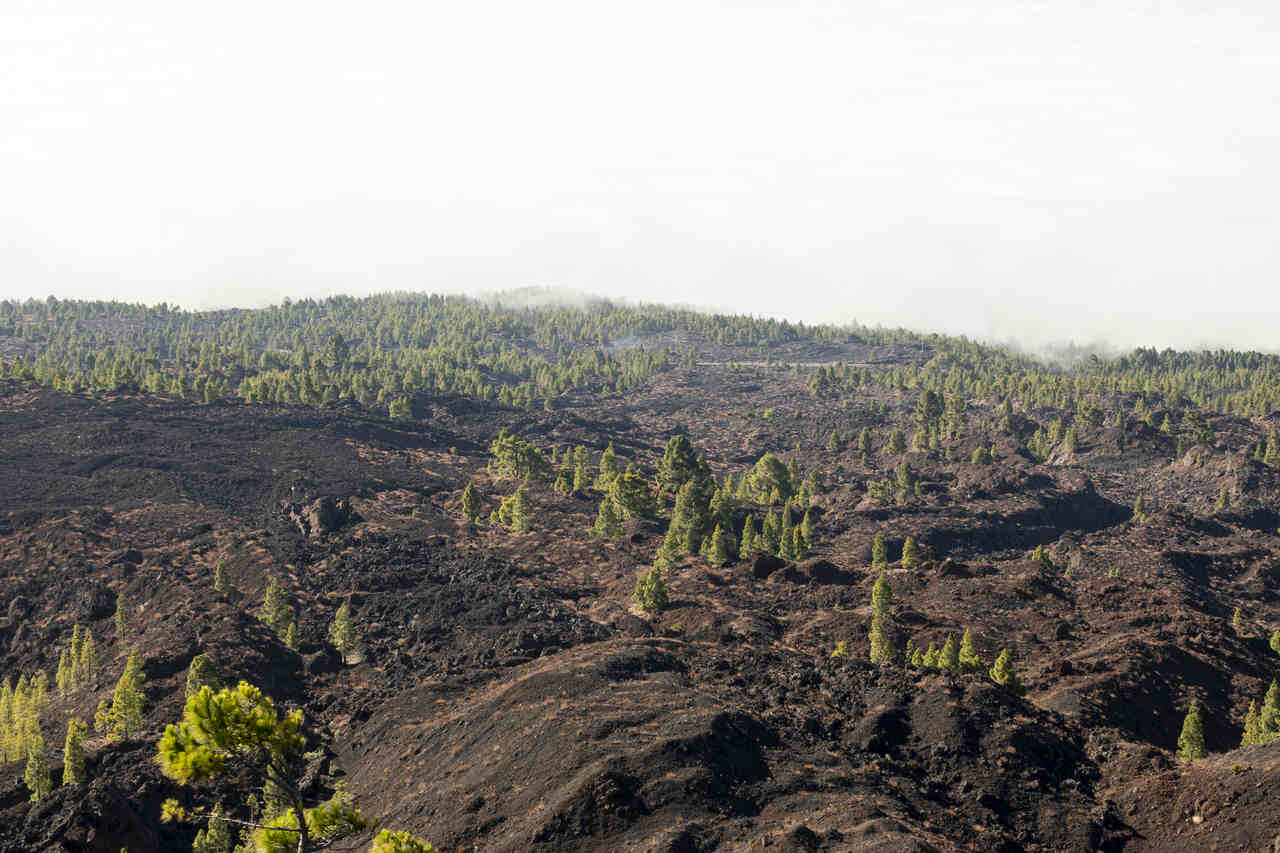 Jornal Opinião Goiás - Desmatamento em terras indígenas provocou emissão de CO2 na Amazônia