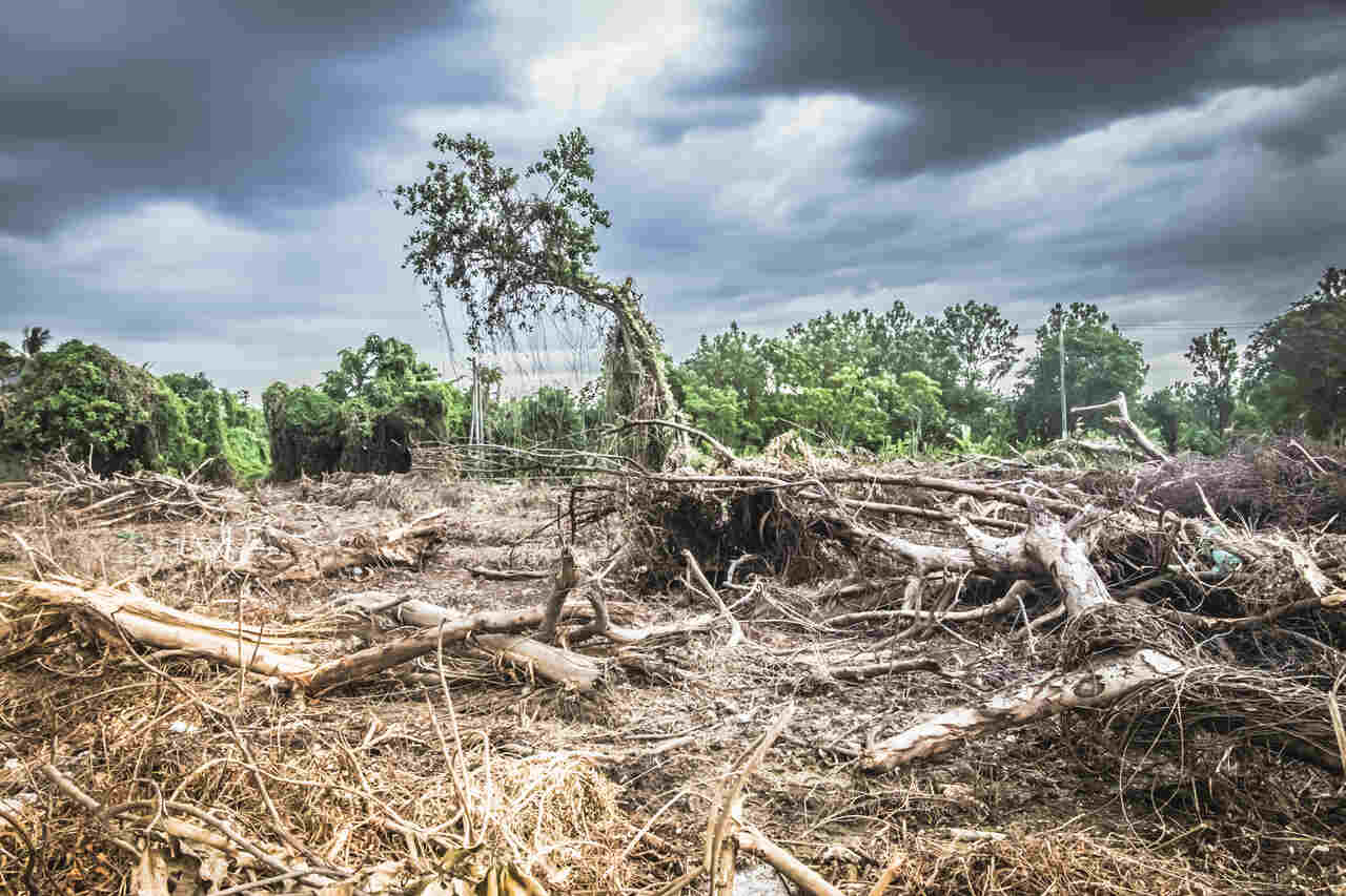 Jornal Opinião Goiás - Geral Desmatamento na Mata Atlântica cai 42% no acumulado do ano até maio