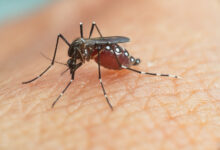Jornal Opinião Goiás - Saúde alerta para importância da prevenção no combate à dengue