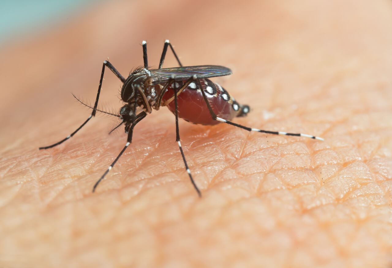 Jornal Opinião Goiás - Saúde alerta para importância da prevenção no combate à dengue