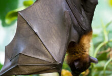 Jornal Opinião de Goiás - Agrodefesa aumenta monitoramento de morcegos contra raiva em herbívoros