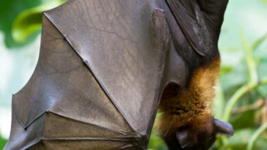 Jornal Opinião de Goiás - Agrodefesa aumenta monitoramento de morcegos contra raiva em herbívoros