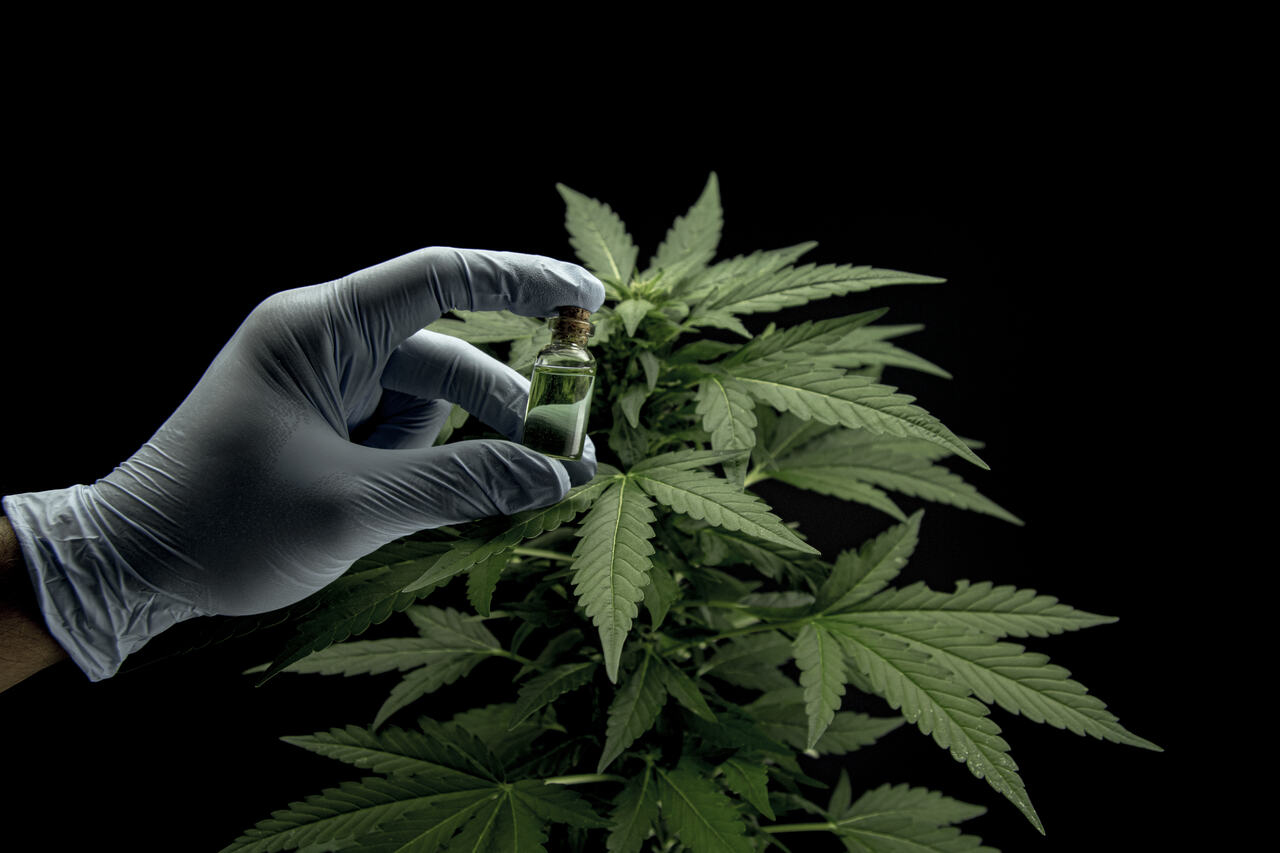 Jornal Opinião de Goiás - Especialistas discutem formas de melhorar acesso à cannabis medicinal