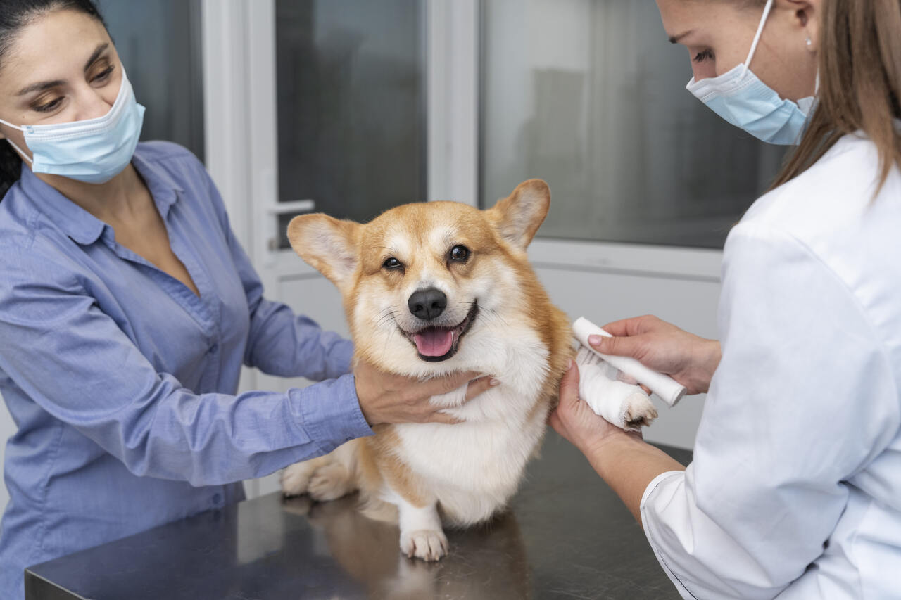 Jornal Opinião de Goiás - Mutirão no Expansul tem castração gratuita de cães e mais 130 serviços