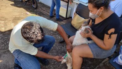 Governo de Goiás convoca população para vacinar cães e gatos contra raiva.Foto- UVZ Goiânia