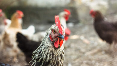 Jornal Opinião Goiás - Japão suspende importação de carne de aves de Mato Grosso do Sul