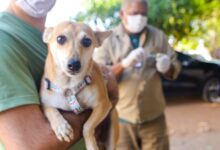 Primeiro dia da Campanha de Vacinação Antirrábica em Goiânia imuniza mais de 28 mil animais, sendo 24.898 cachorros e 3.859 gatos - Foto - SMS