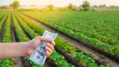 Novo Relatório Revela que Valor da Produção Agropecuária Atinge R$ 1.150 Trilhão em 2023