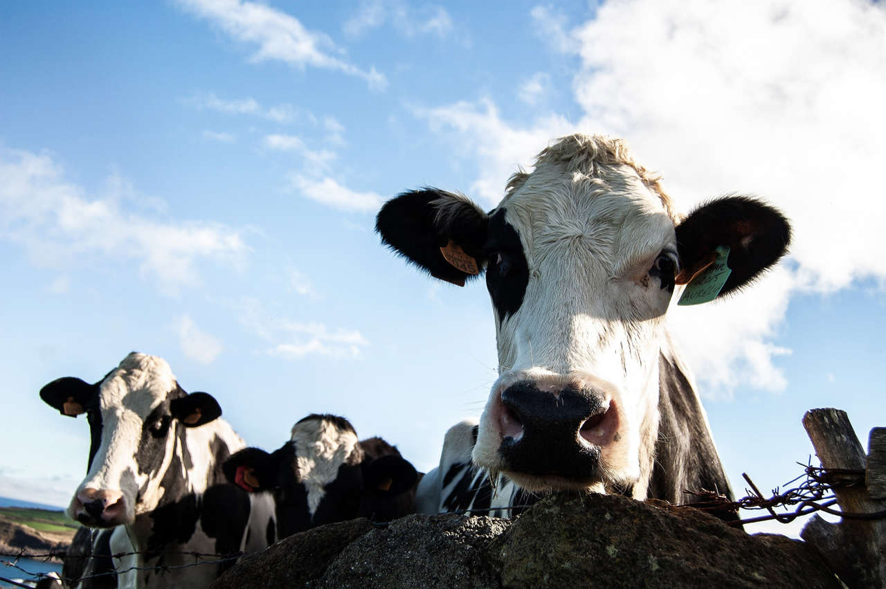 Produção de carne e derivados apresenta crescimento significativo no terceiro trimestre, revela IBGE