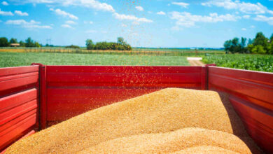 Safra de grãos 20232024 Brasil projeta colheita de 316,7 milhões de toneladas, aponta a Conab