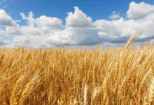 Ministério da Agricultura estende o calendário de semeadura da soja em sete estados para a safra 20232024