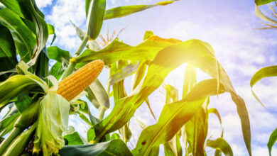 ProVB receberá investimento de R$ 105 milhões para estabilizar preços do milho