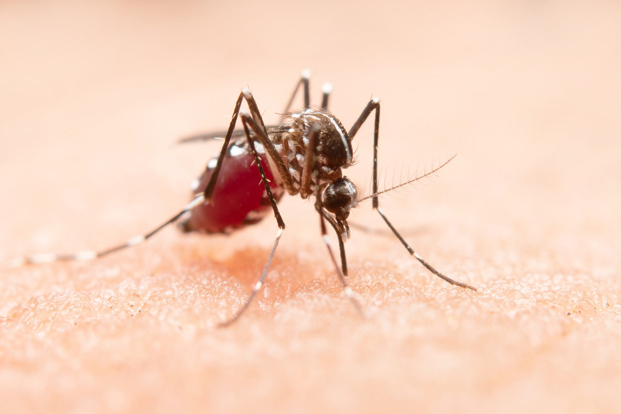 Dengue Avança no Brasil Mais de 2 Milhões de Casos Registrados em 2024