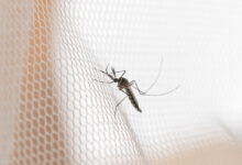 Notificações de eventos associados à vacina contra a dengue chegam a 529, afirma Ministério da Saúde