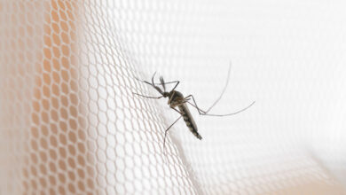 Notificações de eventos associados à vacina contra a dengue chegam a 529, afirma Ministério da Saúde