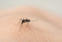 Surge um Alerta Nacional Dengue Causa 391 Mortes no Brasil em 2024