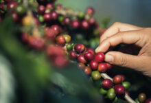 Pacto firmado para garantir trabalho digno na produção de café no Brasil