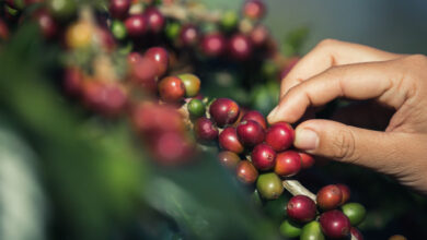 Pacto firmado para garantir trabalho digno na produção de café no Brasil