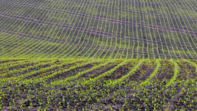 Títulos do agronegócio registram alta significativa em maio
