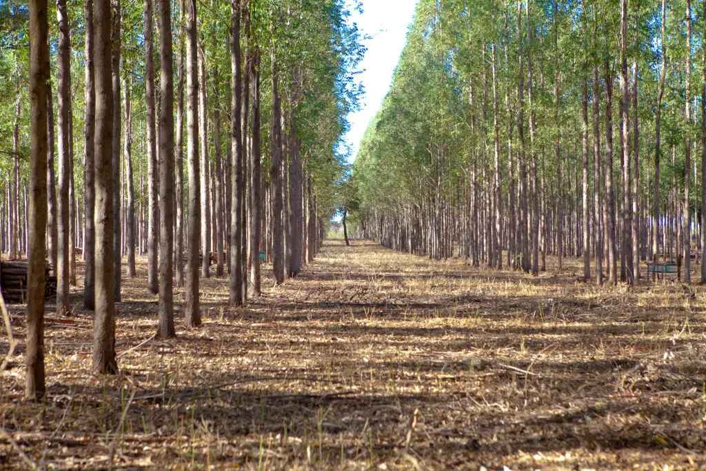 Área de florestas plantadas cresce em Goiás, gerando R$ 472 milhões - Foto - Fredox Carvalho