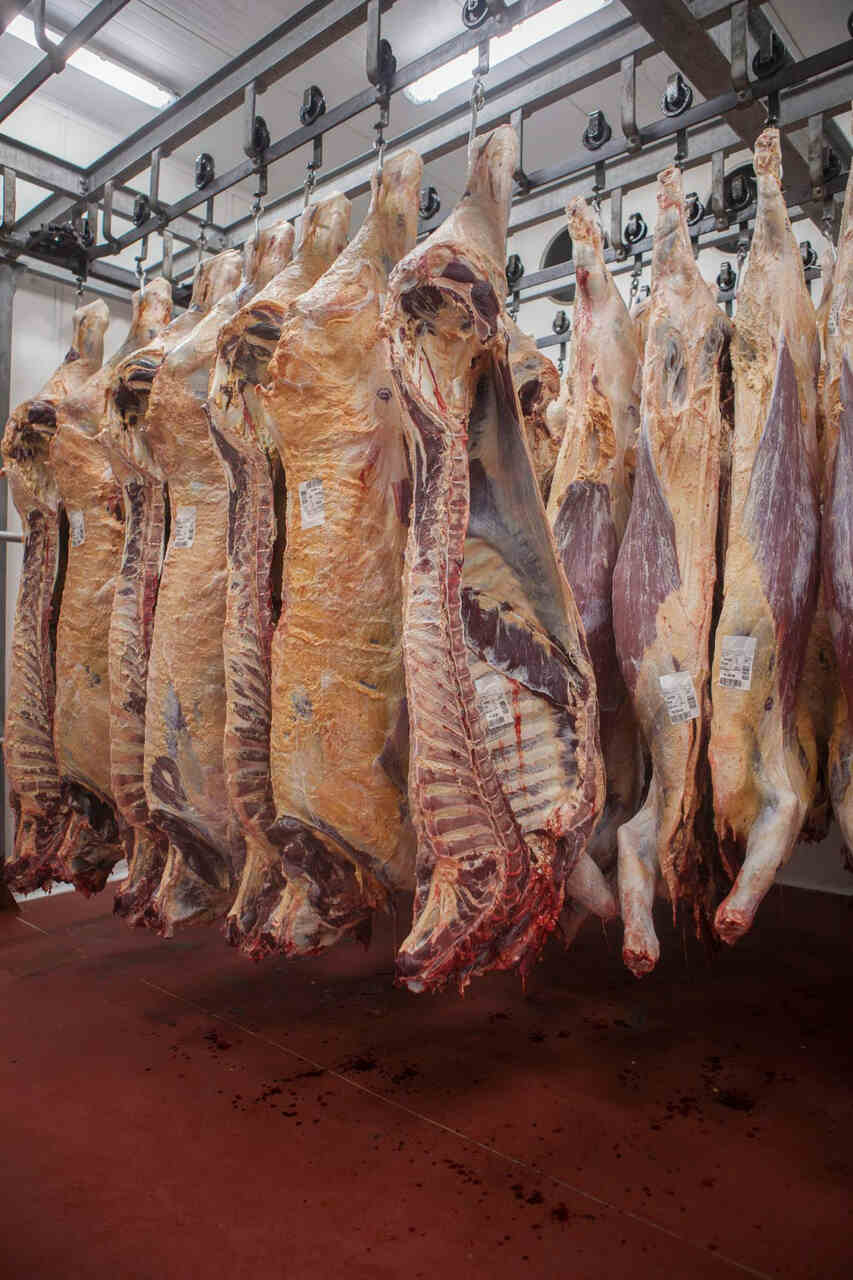 Brasil Avança com Abertura de Novos Mercados para Exportações de Carne Suína e Aves