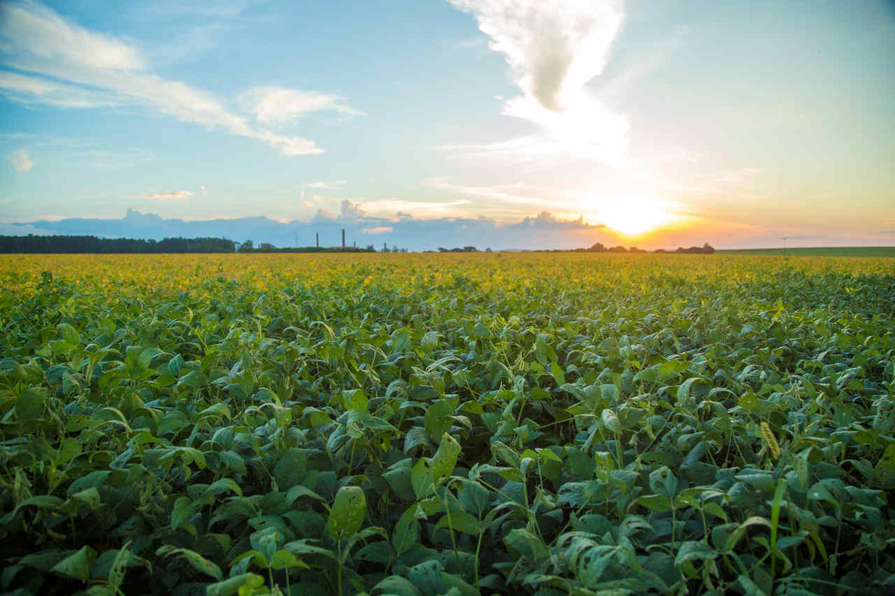 Brasil Avança com Novo Acordo de Regionalização para Exportações Agropecuárias