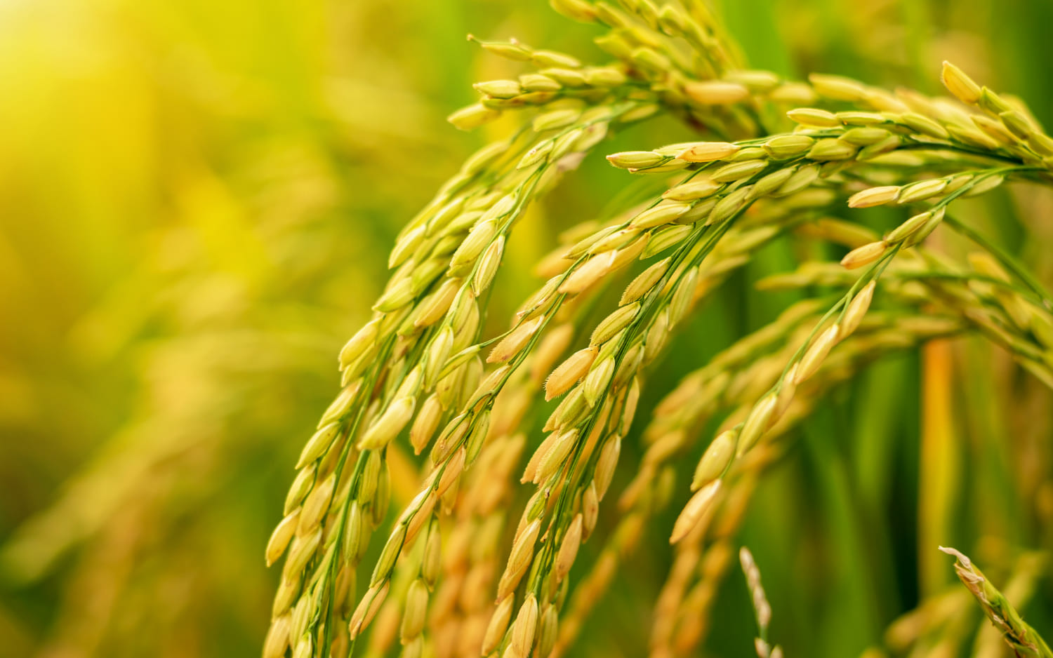 Brasil Conquista Novas Aberturas de Mercado nos Estados Unidos e Amplia Exportações Agropecuárias