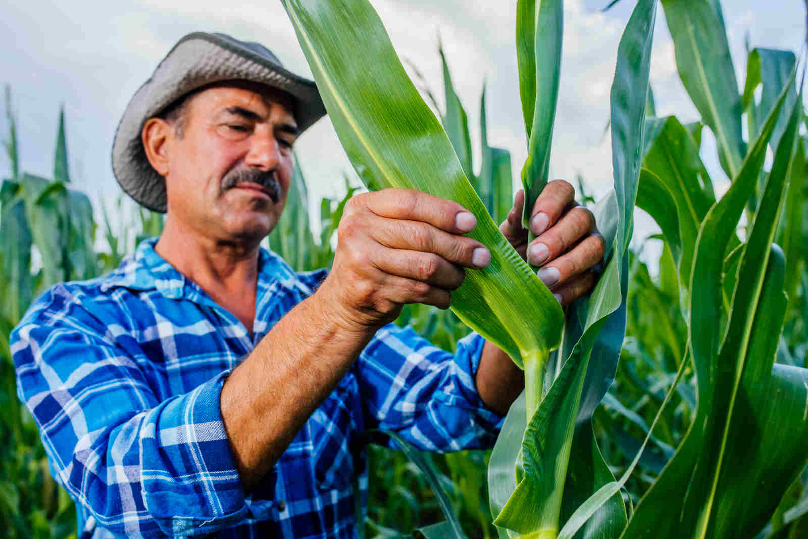 Brasil Conquista Novas Aberturas de Mercado nos Estados Unidos e Amplia Exportações Agropecuárias