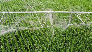 Brasil Expande sua Presença Internacional com Abertura de Mercado para Produtos Agropecuários no Suriname